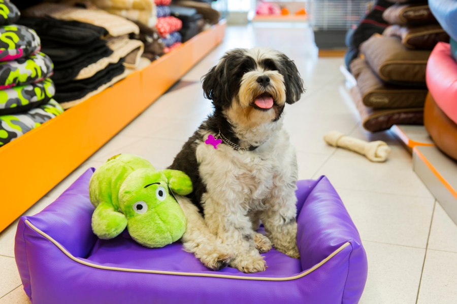 dog bed cool